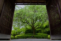 退蔵院 余香園