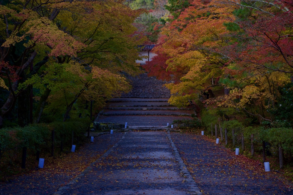 二尊院 紅葉の馬場