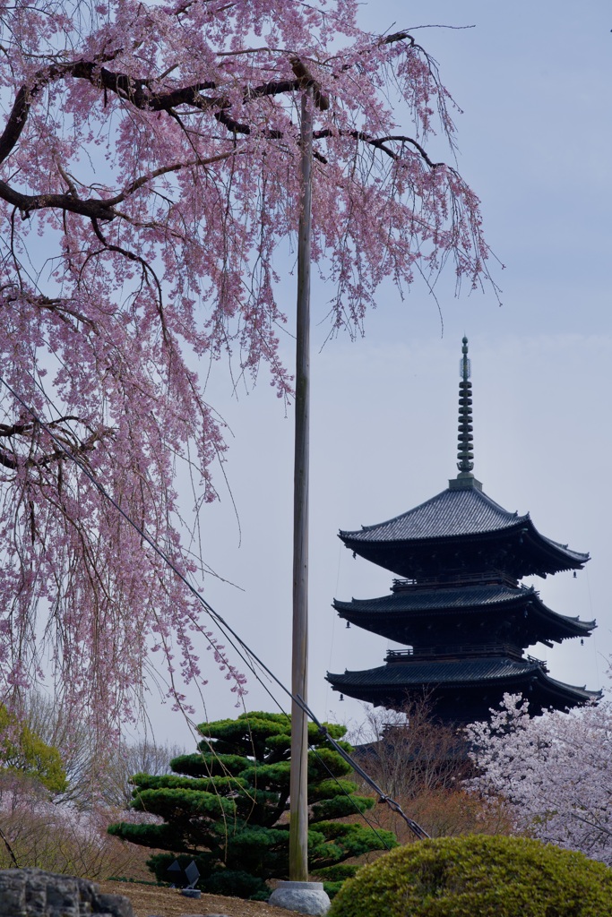 東寺 春景