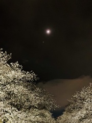夜桜