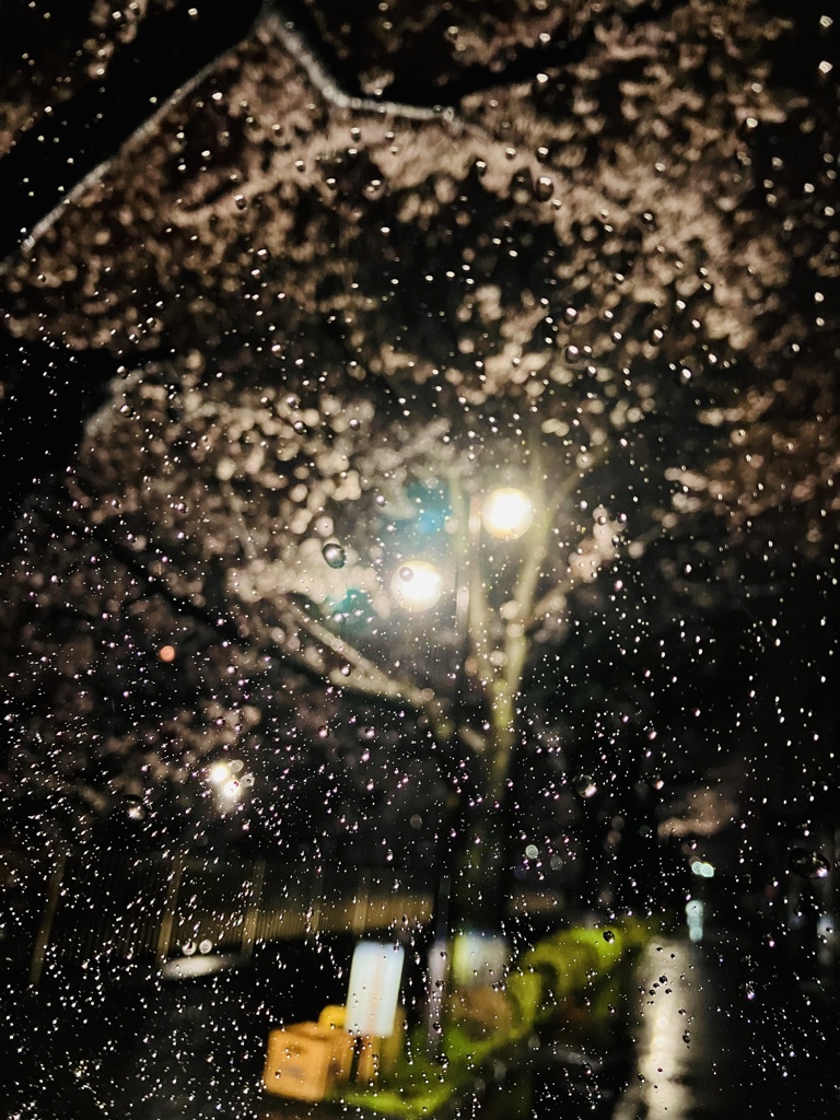 雨の夜桜