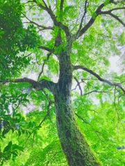 Ｇreen