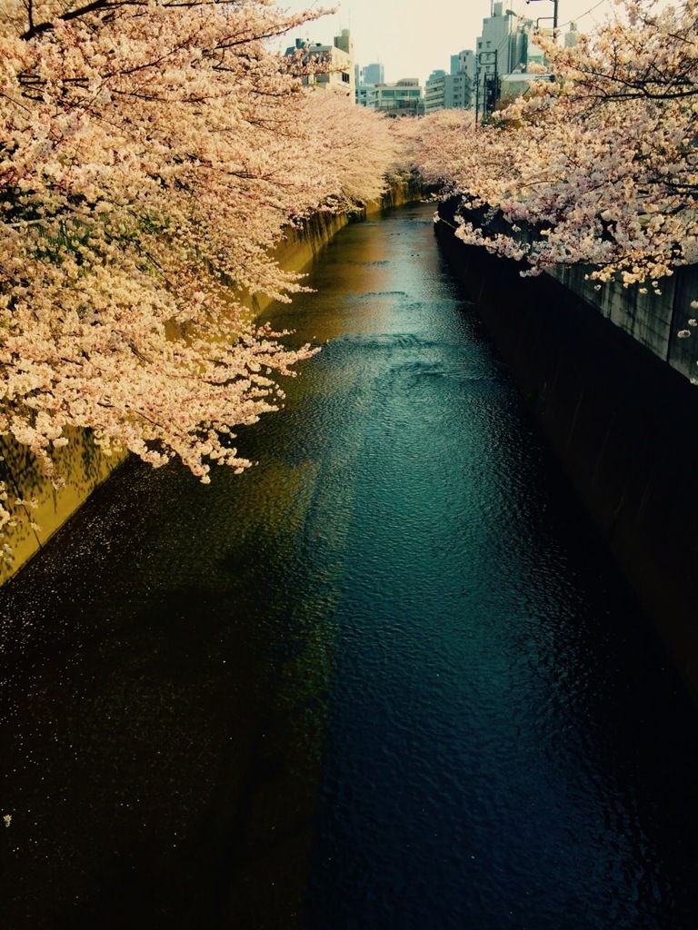 神田川