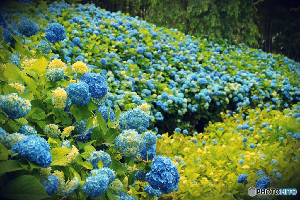 秋田県男鹿市 アジサイ寺