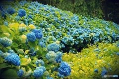 秋田県男鹿市 アジサイ寺