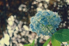 アジサイ寺にて