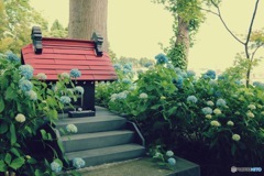 アジサイ寺にて