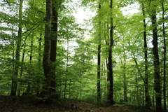 ノインシュヴァンシュタイン の森