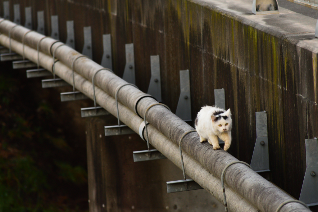 猫橋