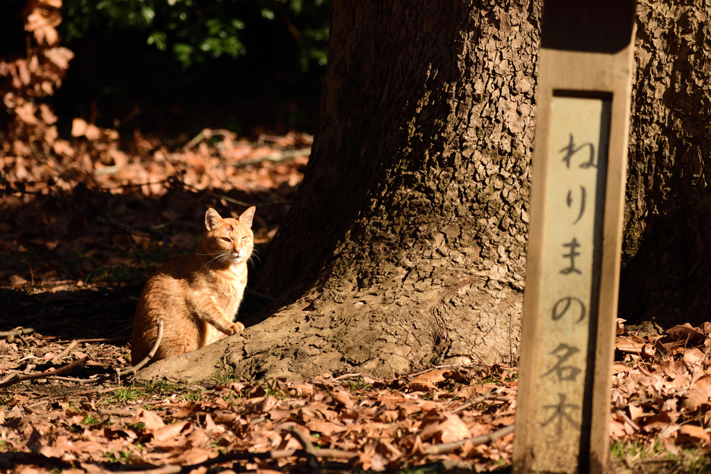 トラと名木