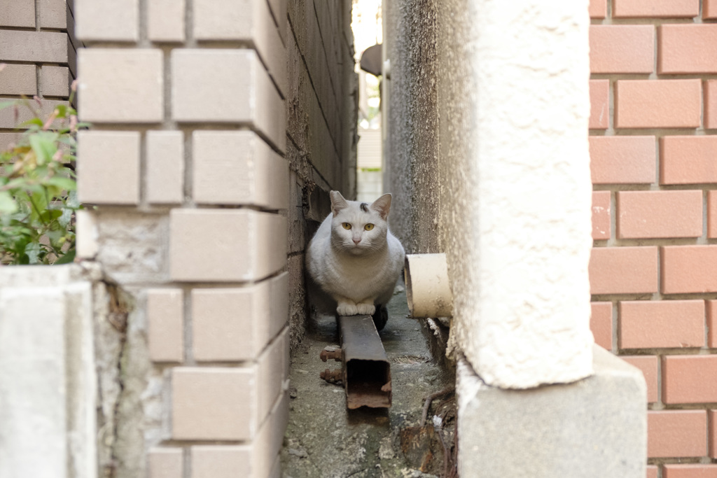 ウナギの寝床