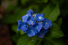 自宅庭の紫陽花②