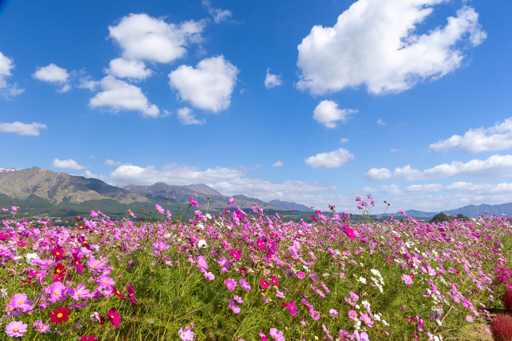 阿蘇山とコスモス