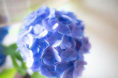 自宅庭の紫陽花④