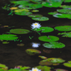 水鏡の蓮