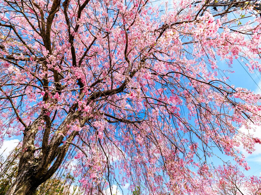 しだれ桜