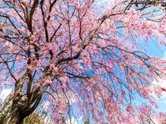 しだれ桜