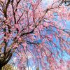 しだれ桜