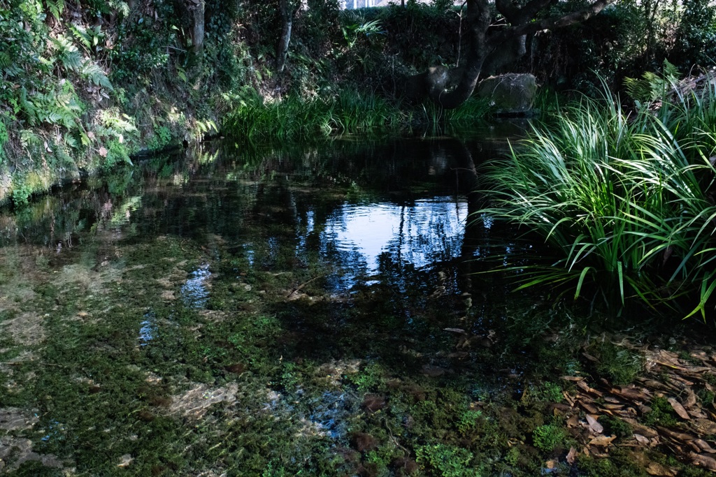 池の川水源