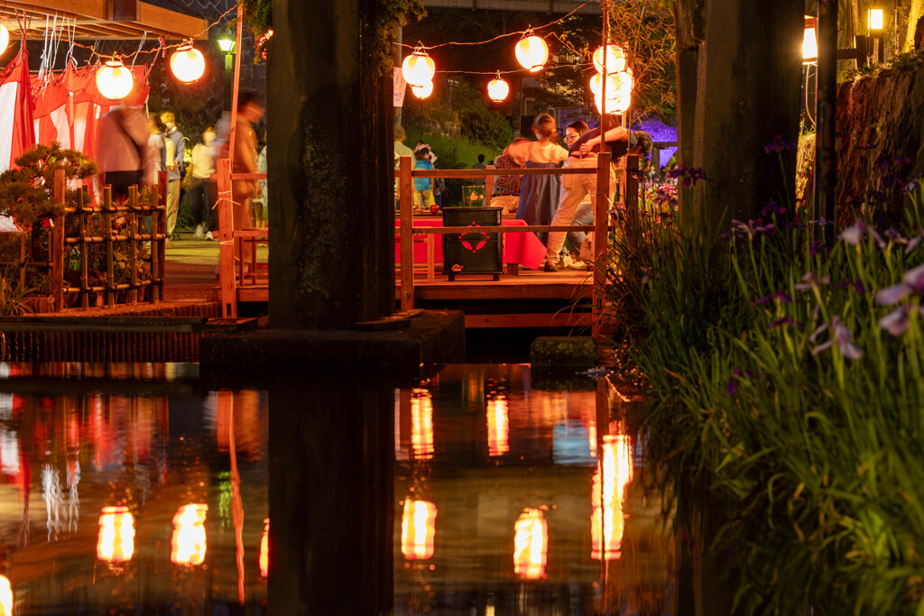 夜の花菖蒲祭り④