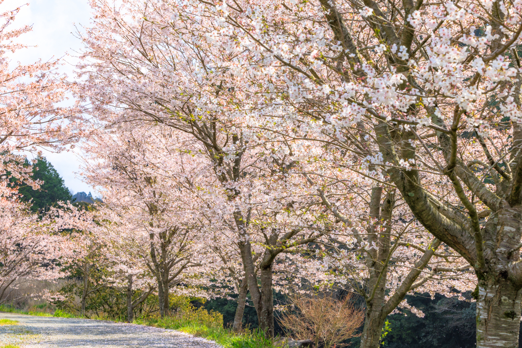桜吹雪