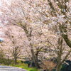 桜吹雪