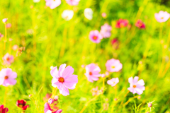 きらめく草原の秋桜
