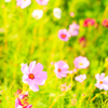 きらめく草原の秋桜