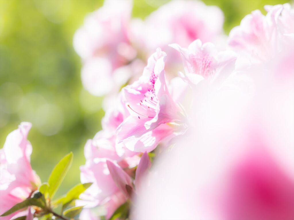 綺麗