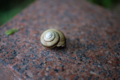 カタツムリ