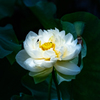蓮の花③