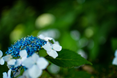 紫陽花と昆虫