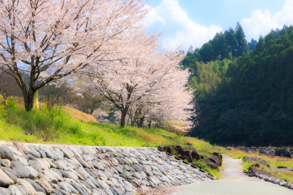 桜道