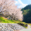 桜道
