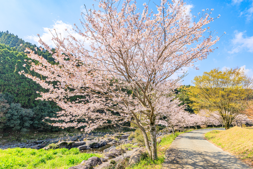 桜