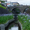 花菖蒲祭り①