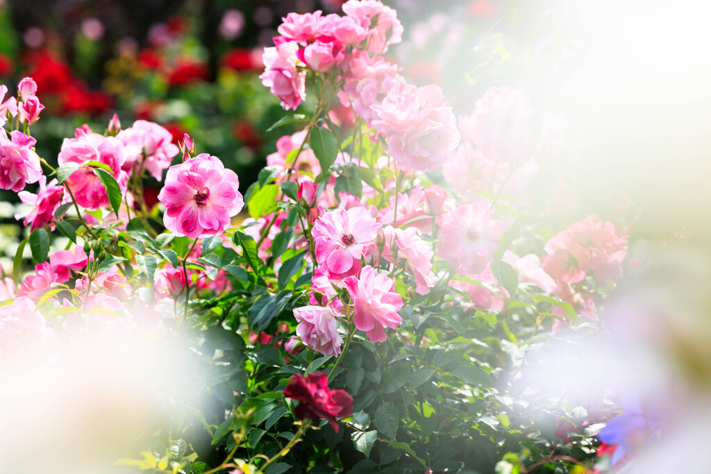 薔薇園２