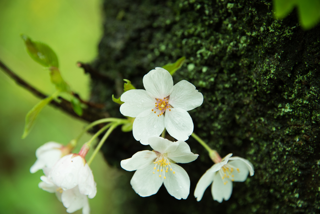 白桜