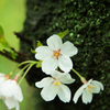 白桜