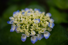 自宅庭の紫陽花③