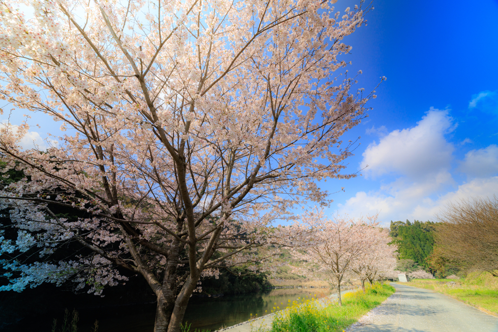 摩訶桜