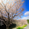 摩訶桜
