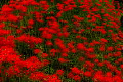 紅の絨毯