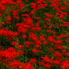 紅の絨毯