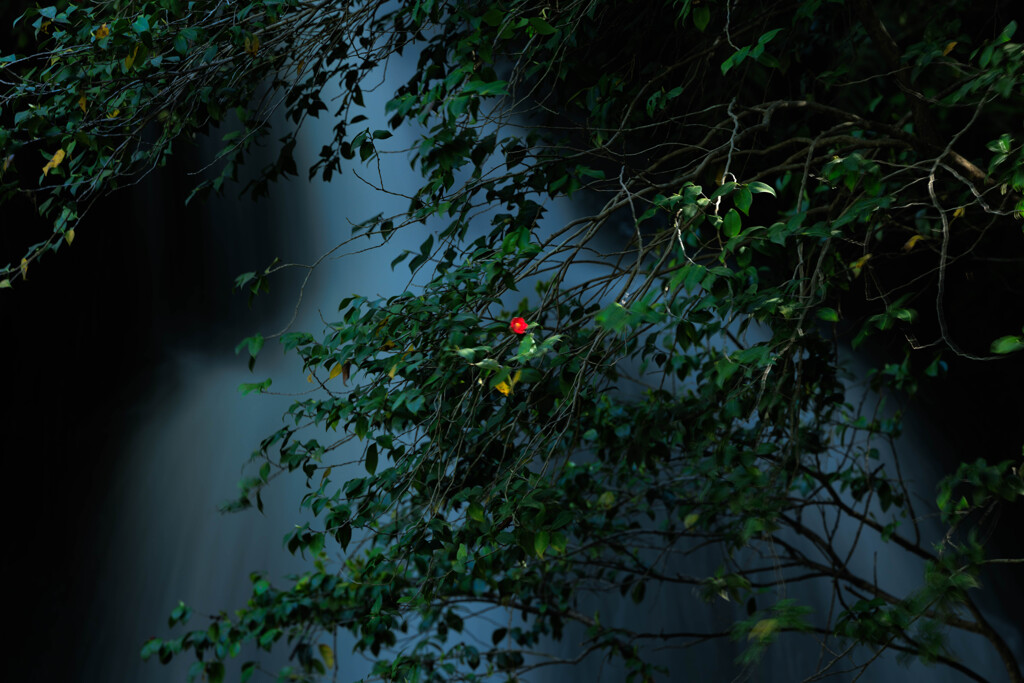 紅一点
