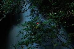 紅一点