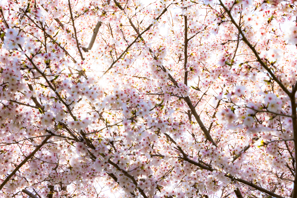 桜まみれ