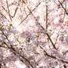 桜まみれ