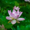 蓮の花②