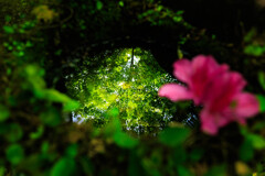 鏡面の世界